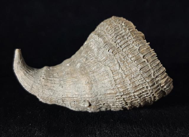 Placosmilia vidali (MALLADA 1892) - Bild © FossNet FossilienStore